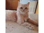 Adopt Silver Moon Kuwait - NOT YET AVAILABLE a Tan or Fawn Tabby Persian / Mixed