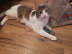 Adopt Grace Moonz a White Domestic Shorthair / Domestic Shorthair / Mixed cat in