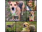 Adopt Cassie a Black Shepherd (Unknown Type) / Mixed Breed (Medium) / Mixed dog
