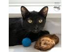 Adopt Valentino a All Black Domestic Shorthair / Domestic Shorthair / Mixed cat