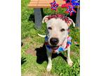 Adopt Poppa a American Pit Bull Terrier / Mixed dog in Neillsville