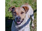 Adopt Manny a Pointer / Mixed Breed (Medium) / Mixed dog in Quinlan