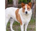 Adopt L.G. Little Guy a Australian Shepherd / Cattle Dog / Mixed dog in Quinlan