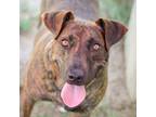 Adopt LUCY a Shepherd (Unknown Type) / Mixed Breed (Medium) / Mixed dog in