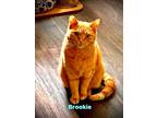 Adopt Brookie a Domestic Shorthair / Mixed (short coat) cat in Hoover