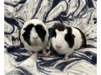 Adopt Trixie and Sunshine a Guinea Pig small animal in Scotts Valley