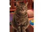 Adopt Petal a Domestic Shorthair / Mixed (short coat) cat in Valley Park