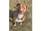 Adopt Tyson - Sponsored a American Pit Bull Terrier / American Staffordshire