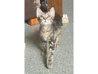 Adopt Boomslang ($31) a Domestic Shorthair / Mixed (short coat) cat in Bryan