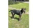 Adopt Chloe a Labrador Retriever / Mixed dog in Mobile, AL (37907844)