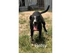 Adopt Betsy a Mixed Breed (Medium) / Mixed dog in Saint Robert, MO (37923107)