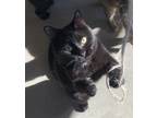 Adopt Darcy a Domestic Shorthair / Mixed (short coat) cat in Portland