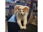 Adopt Finley a Domestic Shorthair / Mixed (short coat) cat in Portland