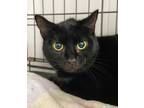 Adopt Mary Bennet a Domestic Shorthair / Mixed (short coat) cat in Portland