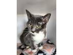 Adopt Sage a Domestic Shorthair / Mixed cat in Bolivar, MO (37774568)