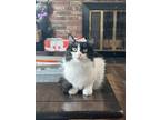 Adopt Lane a Black & White or Tuxedo Domestic Shorthair / Mixed (long coat) cat