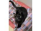 Adopt Nala a All Black American Shorthair / Mixed (short coat) cat in