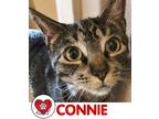 Adopt Connie a Gray, Blue or Silver Tabby Domestic Shorthair cat in Hicksville