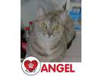 Adopt Angel a Gray, Blue or Silver Tabby Domestic Shorthair cat in Hicksville