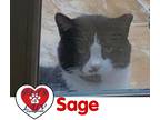 Adopt Sage a Black & White or Tuxedo Domestic Shorthair cat in Hicksville
