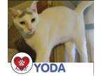 Adopt Yoda a White Domestic Shorthair cat in Hicksville, NY (32699091)