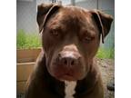 Adopt Brownie a Brown/Chocolate Pit Bull Terrier / Cane Corso dog in Germantown