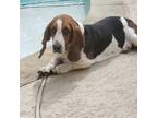 Adopt Bella a Black - with Brown, Red, Golden, Orange or Chestnut Basset Hound /