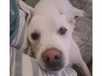 Adopt Pepper puppies Jalapeno**Foster Home** a White Great Pyrenees / Labrador
