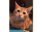 Adopt Ygritte a Orange or Red Tabby Domestic Shorthair / Mixed (short coat) cat