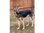 Adopt Count a Black - with Tan, Yellow or Fawn German Shepherd Dog / Mixed dog