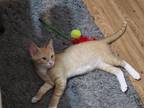 Adopt April's Suleiman Barn Cat a Orange or Red Tabby Domestic Shorthair (short