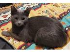Adopt April's Tequila Barn cat a Gray or Blue Domestic Shorthair (short coat)