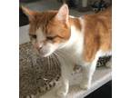 Adopt Butters a Orange or Red (Mostly) Domestic Shorthair (short coat) cat in