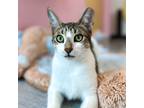Adopt Yoshi a Domestic Shorthair / Mixed cat in Port Washington, NY (37960719)