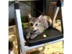 Adopt Junior and Sissy a Brown Tabby Domestic Shorthair (short coat) cat in