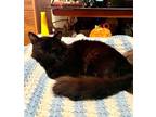 Adopt Mr. Meow a All Black Maine Coon (medium coat) cat in Mission Viejo