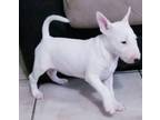 To Outstanding homes miniature bull terrier [phone removed]