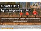 Pheasant Hunting Popular Wingshooting Activity