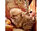 Pomeranian Puppy for sale in Fort Smith, AR, USA