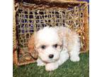 Cavapoo Puppy for sale in Williford, AR, USA