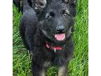 German Shepherd Dog Puppy for sale in Eolia, MO, USA