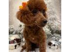 Poodle (Toy) Puppy for sale in Fayetteville, AR, USA