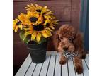 Poodle (Toy) Puppy for sale in Fayetteville, AR, USA