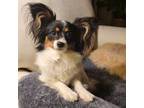 Papillon Puppy for sale in Thornton, CO, USA