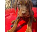 Doberman Pinscher Puppy for sale in Van Nuys, CA, USA