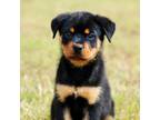 Rottweiler puppy for sale