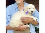 Golden Retriever Puppy for sale in Easton, IL, USA