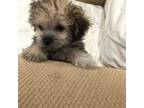 Maltipoo Puppy for sale in Hammond, LA, USA