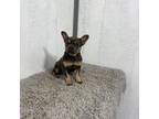 French Bulldog Puppy for sale in Ligonier, IN, USA