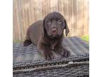 Brown Lab